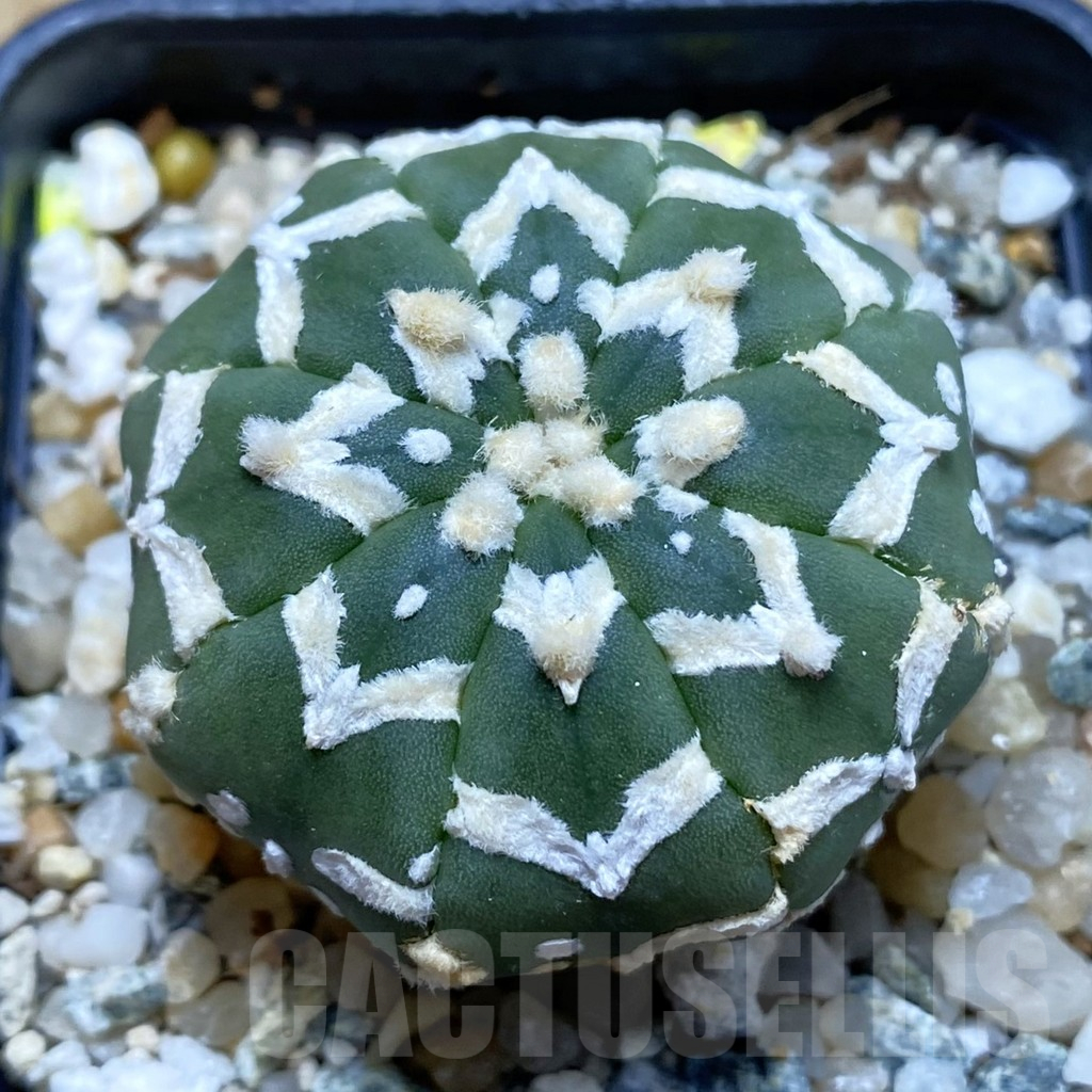 SH11319 Astrophytum asterias 'Super Kabuto' V-type f. nudum