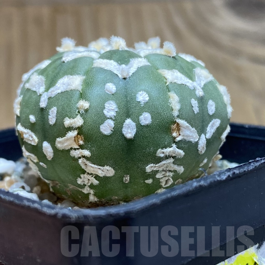 SH11319 Astrophytum asterias 'Super Kabuto' V-type f. nudum - Image 2