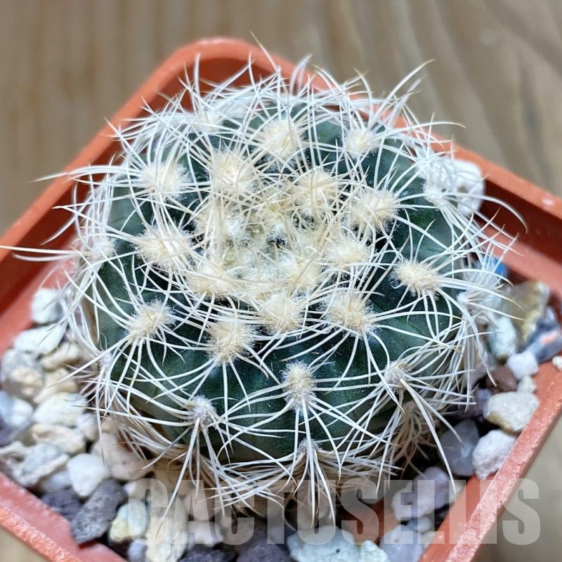 SH11278 Gymnocalycium bruchii v. albispinum