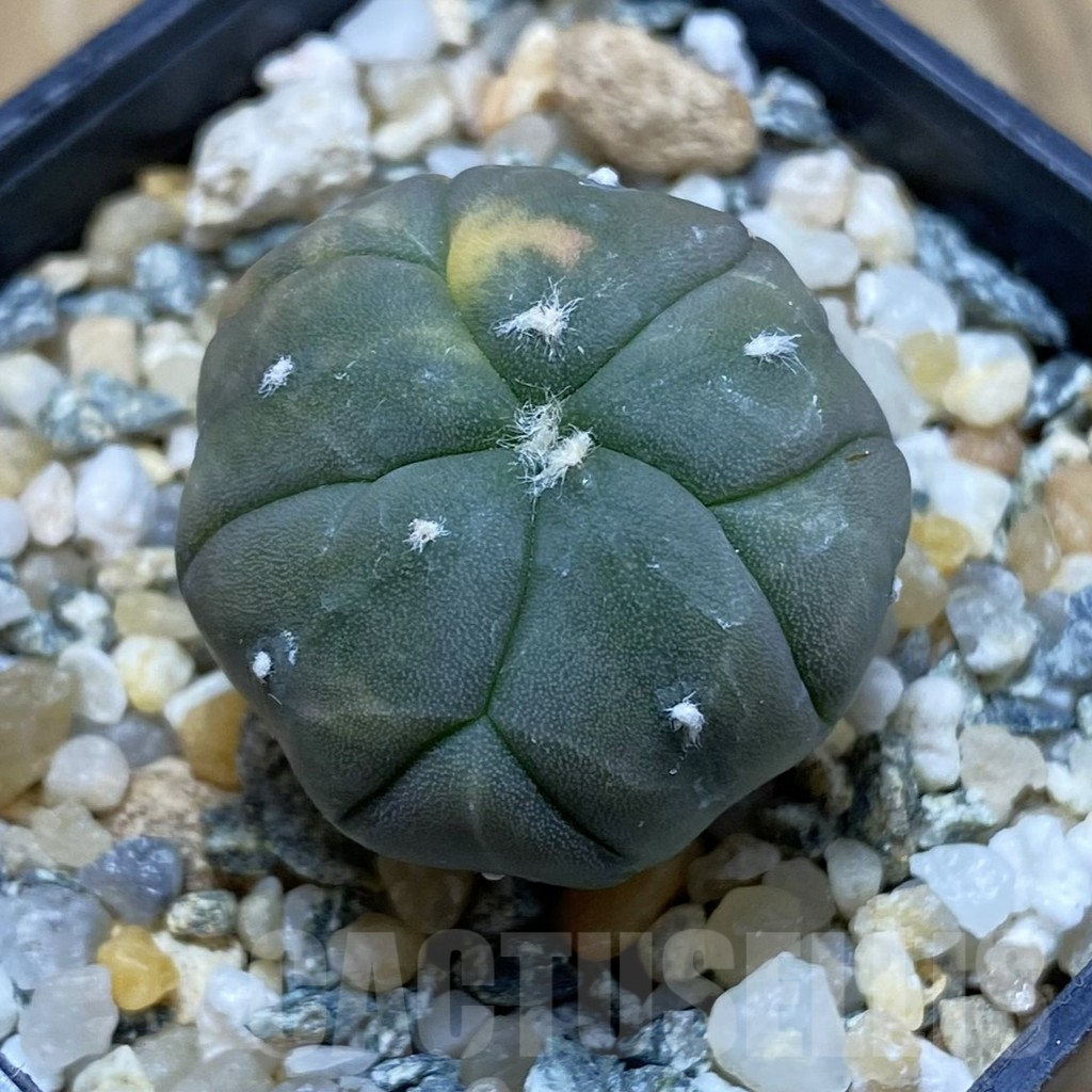 SH11324 Astrophytum asterias 'Kikko' f. variegata, 5-ribs