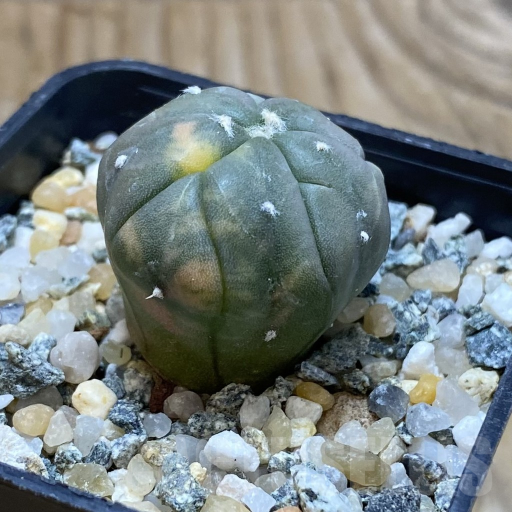 SH11324 Astrophytum asterias 'Kikko' f. variegata, 5-ribs - 画像 (2)