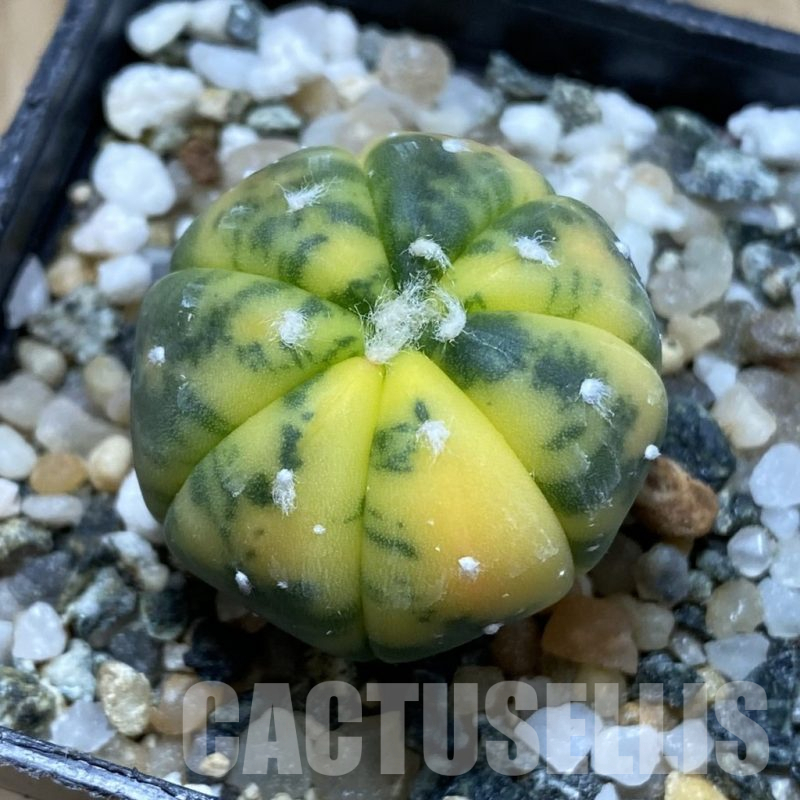SH11328 Astrophytum asterias f. variegata
