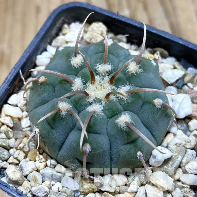 SH11329 Gymnocalycium vatteri select form