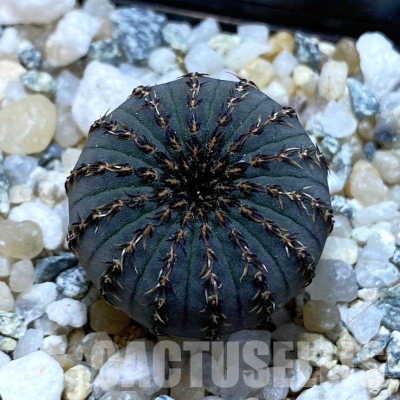 SH11334 Frailea asterioides
