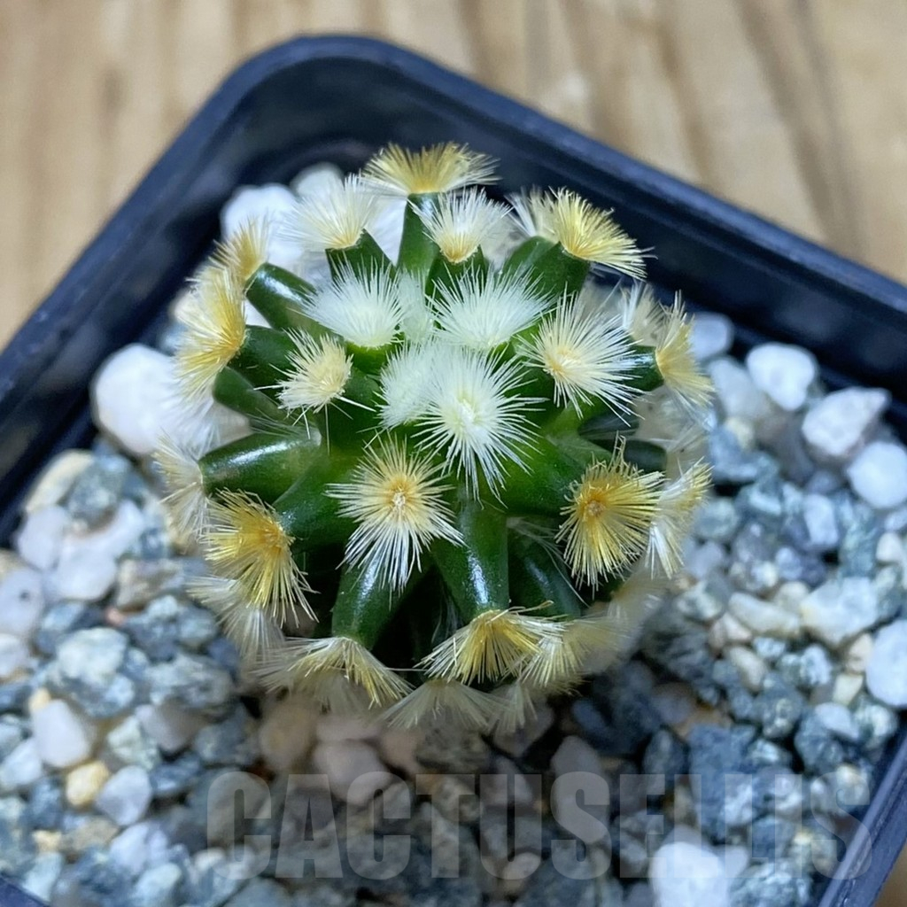 SH11336 Mammillaria carmenae ‘Buddha’, seedling