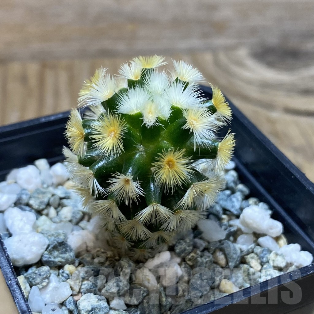 SH11336 Mammillaria carmenae ‘Buddha’, seedling - Image 2