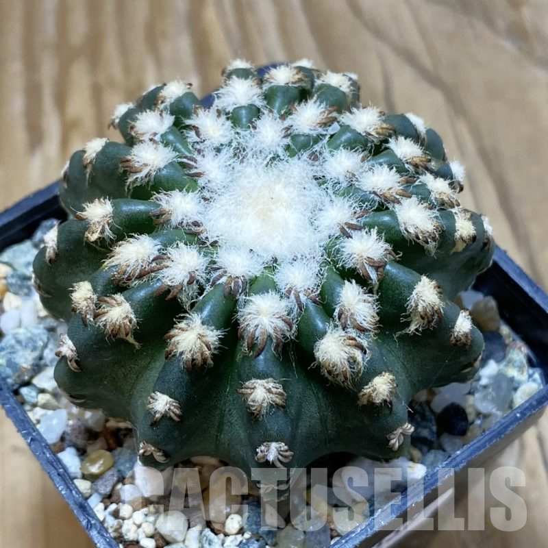SH11339 Discocactus horstii
