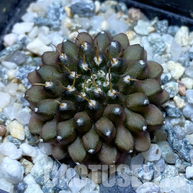 SH11280 Gymnocalycium mihanovichii ‘inermis’