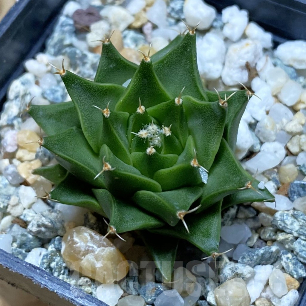 SH11340 Obregonia denigrii