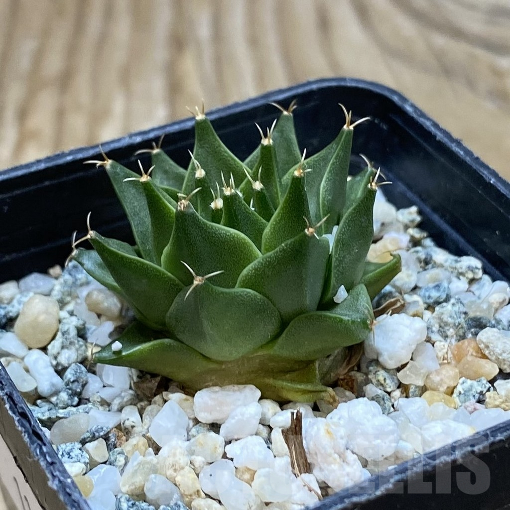 SH11340 Obregonia denigrii - Imagen 2