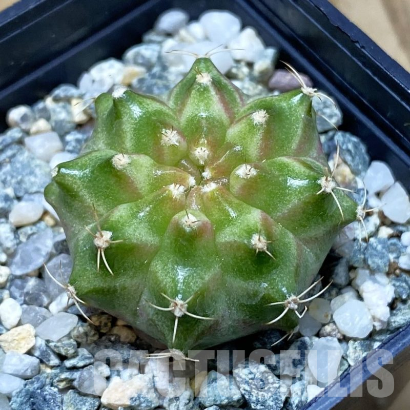 SH11286 Gymnocalycium mihanovichii 'Neon Green', seedling