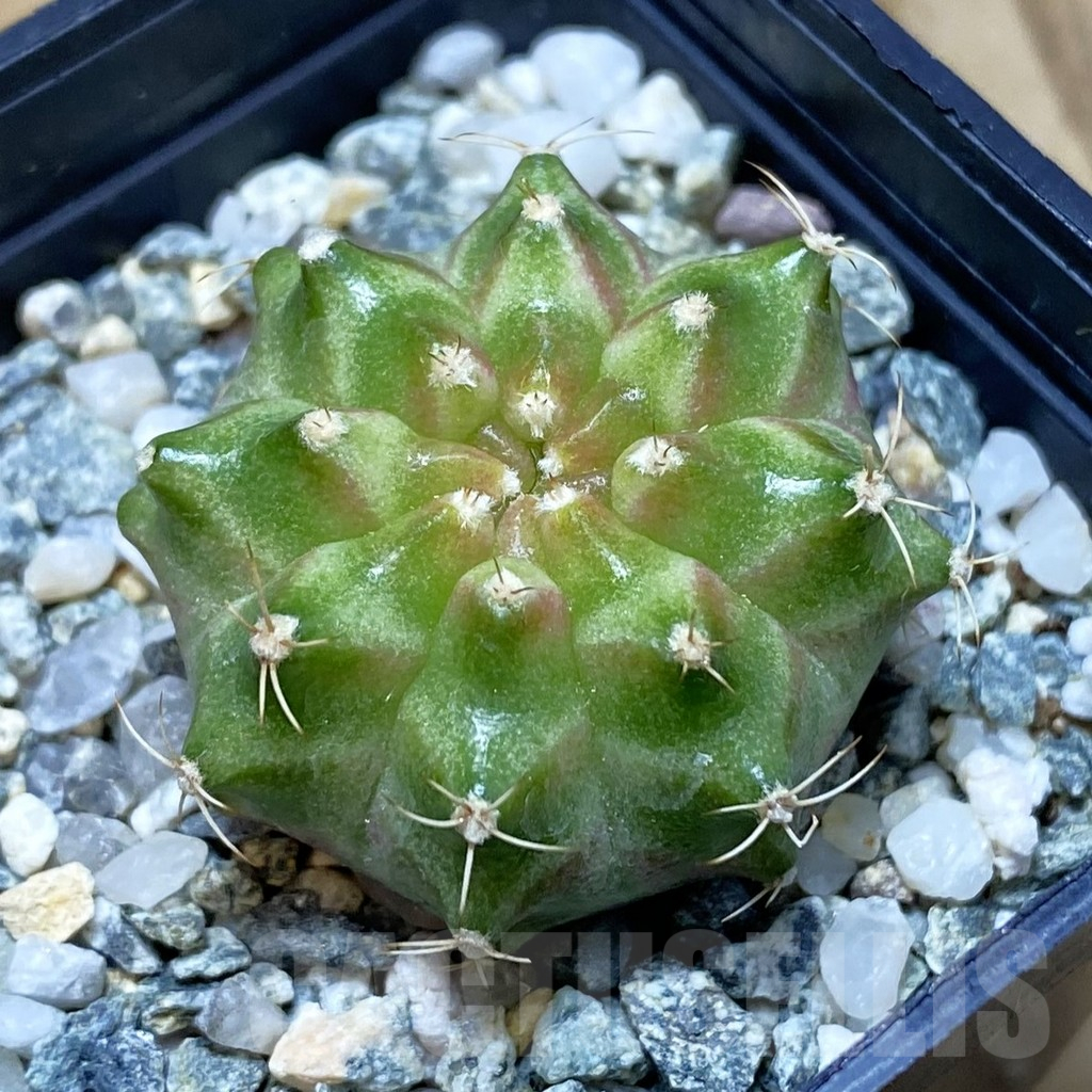 SH11286 Gymnocalycium mihanovichii 'Neon Green', seedling