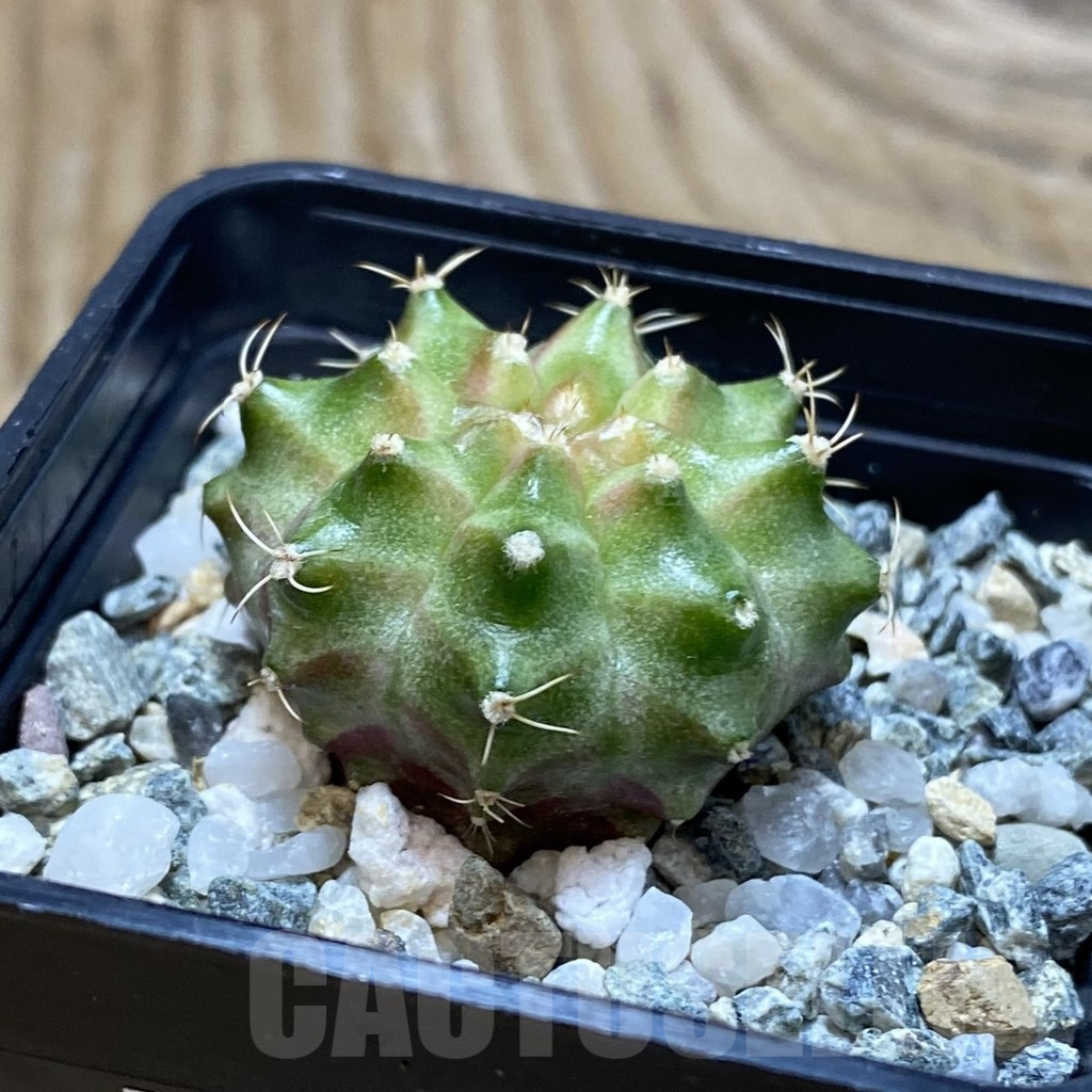 SH11286 Gymnocalycium mihanovichii 'Neon Green', seedling - Image 2