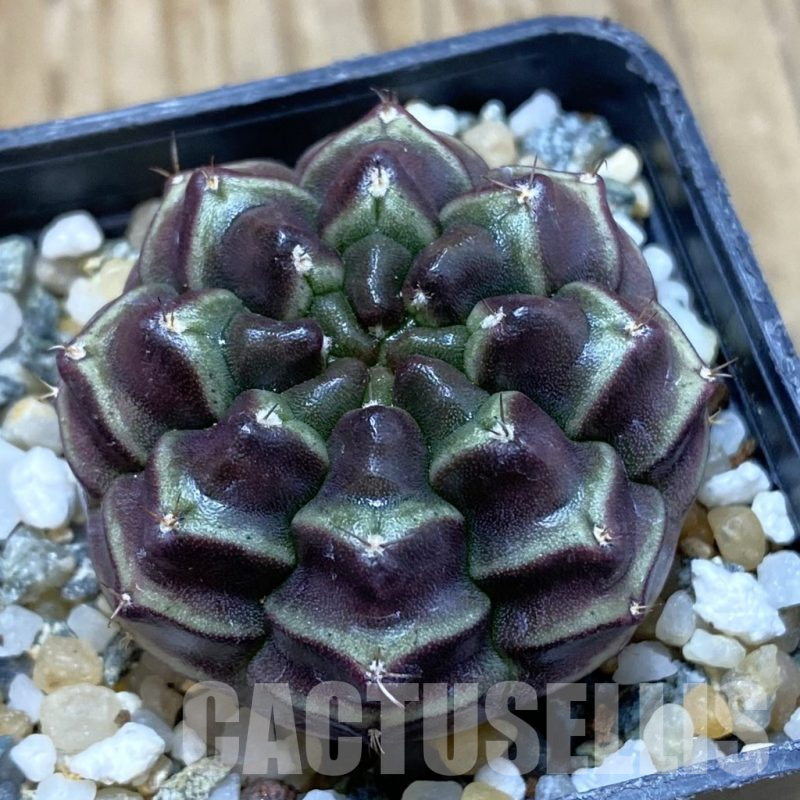 SH11289 Gymnocalycium mihanovichii ‘Day Dream’, seedling