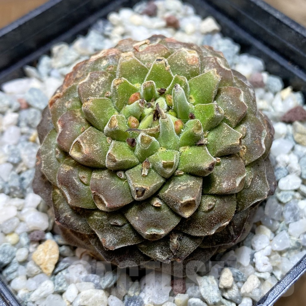SH11275 Euphorbia bupleurifolia