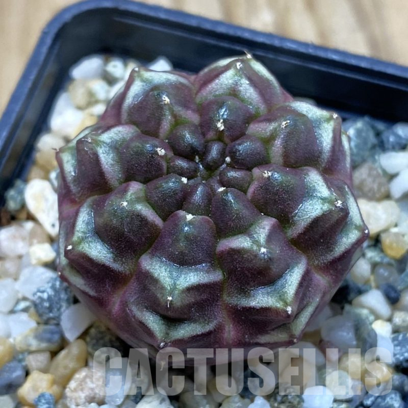SH11290 Gymnocalycium mihanovichii ‘Day Dream’, seedling
