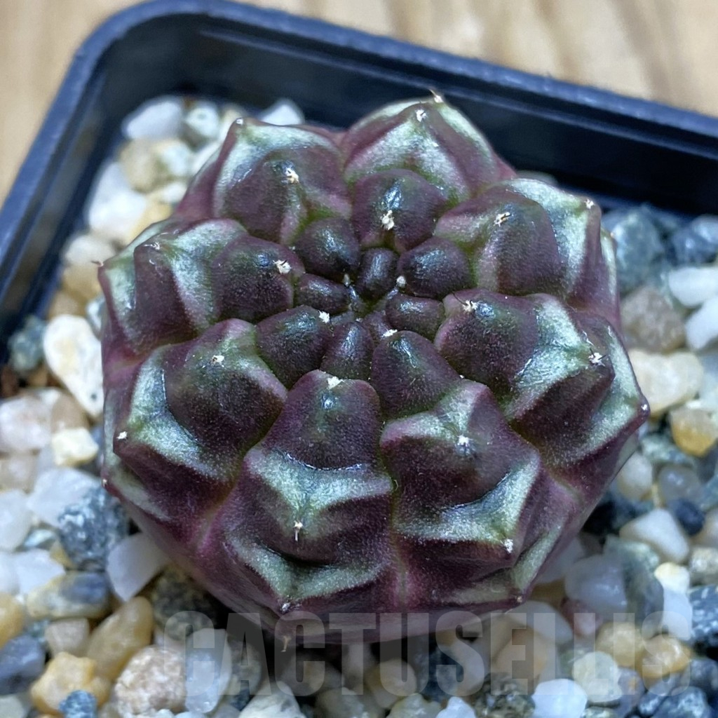 SH11290 Gymnocalycium mihanovichii ‘Day Dream’, seedling