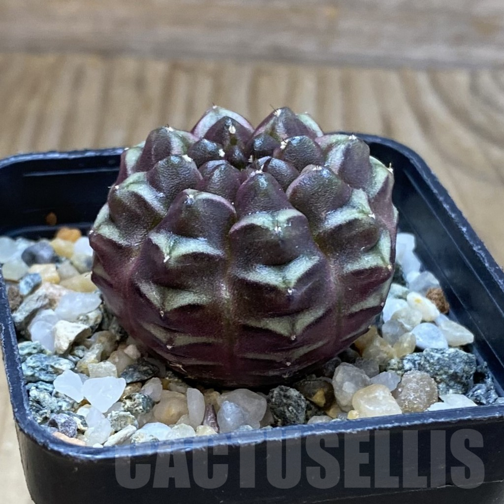 SH11290 Gymnocalycium mihanovichii ‘Day Dream’, seedling - Image 2