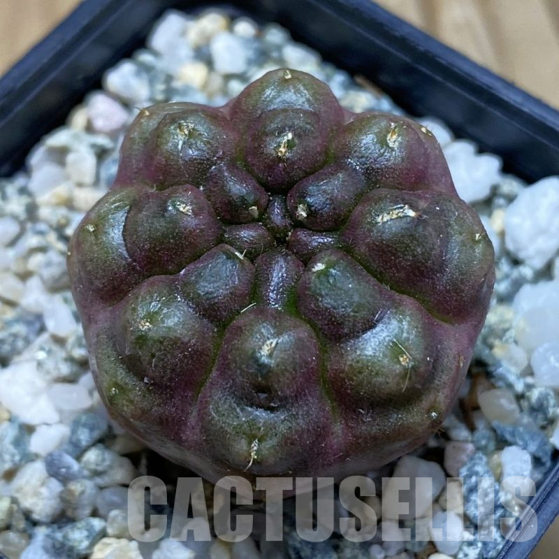 SH11291 Gymnocalycium mihanovichii ‘Day Dream’, seedling