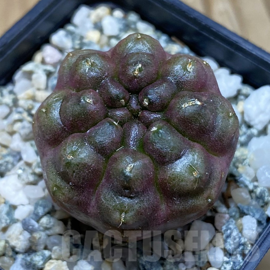SH11291 Gymnocalycium mihanovichii ‘Day Dream’, seedling