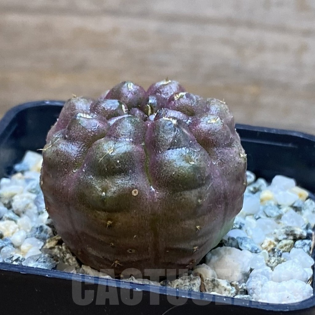 SH11291 Gymnocalycium mihanovichii ‘Day Dream’, seedling - Image 2