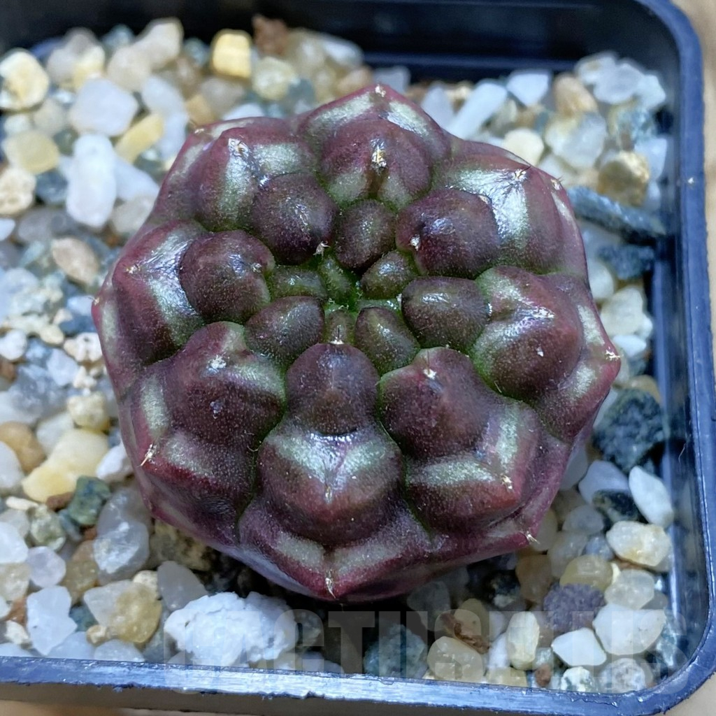 SH11293 Gymnocalycium mihanovichii ‘Day Dream’, seedling