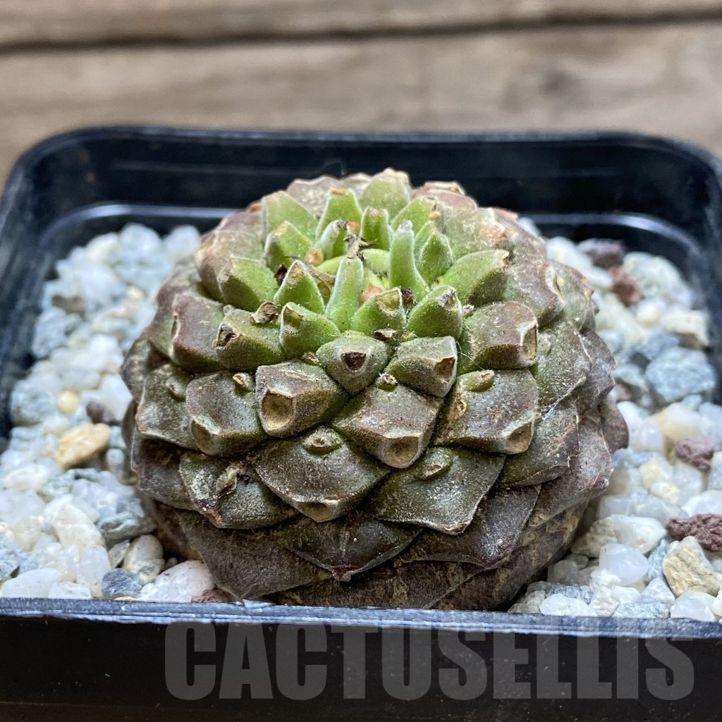 SH11275 Euphorbia bupleurifolia – Image 2
