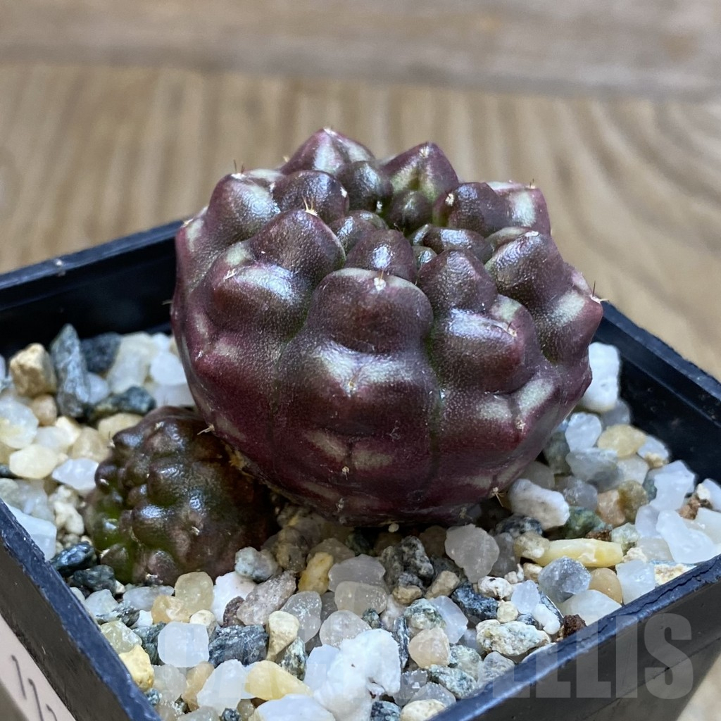 SH11293 Gymnocalycium mihanovichii ‘Day Dream’, seedling - immagine 2