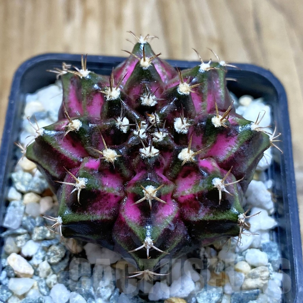 SH11294 Gymnocalycium mihanovichii 'T-Lux', seedling