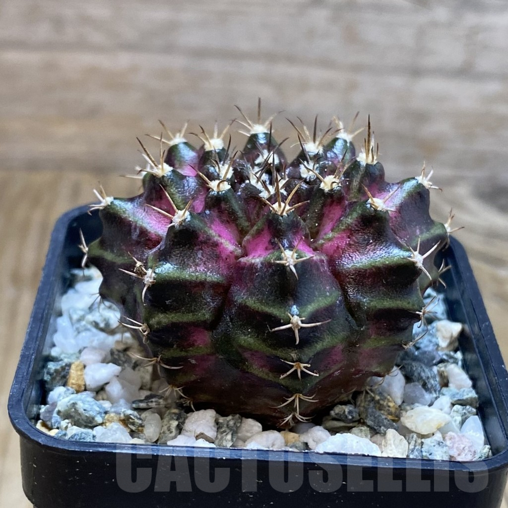SH11294 Gymnocalycium mihanovichii 'T-Lux', seedling - Imagen 2