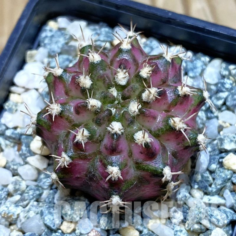 SH11296 Gymnocalycium mihanovichii 'T-Lux', seedling
