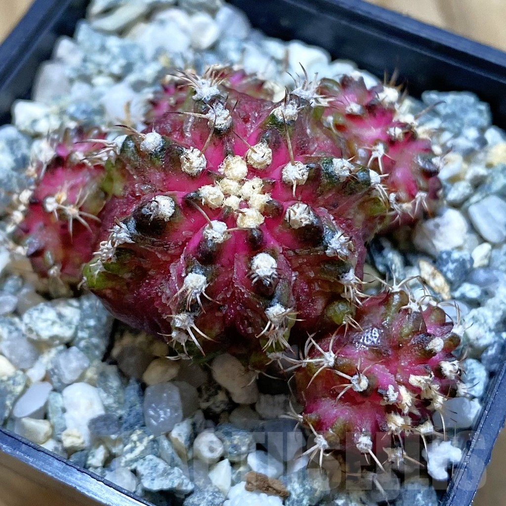 SH11297 Gymnocalycium mihanovichii 'T-Rex' hybrid, seedling