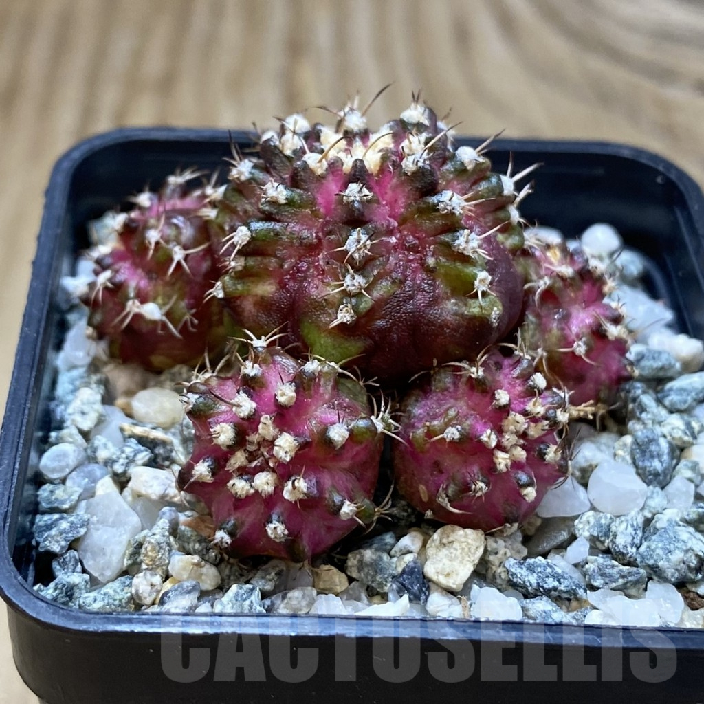 SH11297 Gymnocalycium mihanovichii 'T-Rex' hybrid, seedling - Image 2