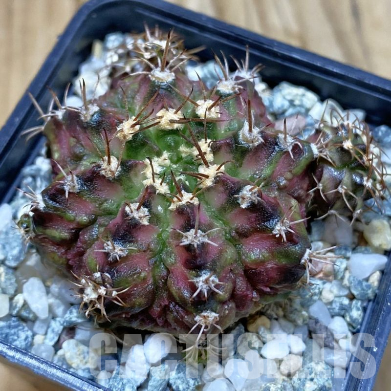 SH11298 Gymnocalycium mihanovichii 'T-Rex' hybrid, seedling