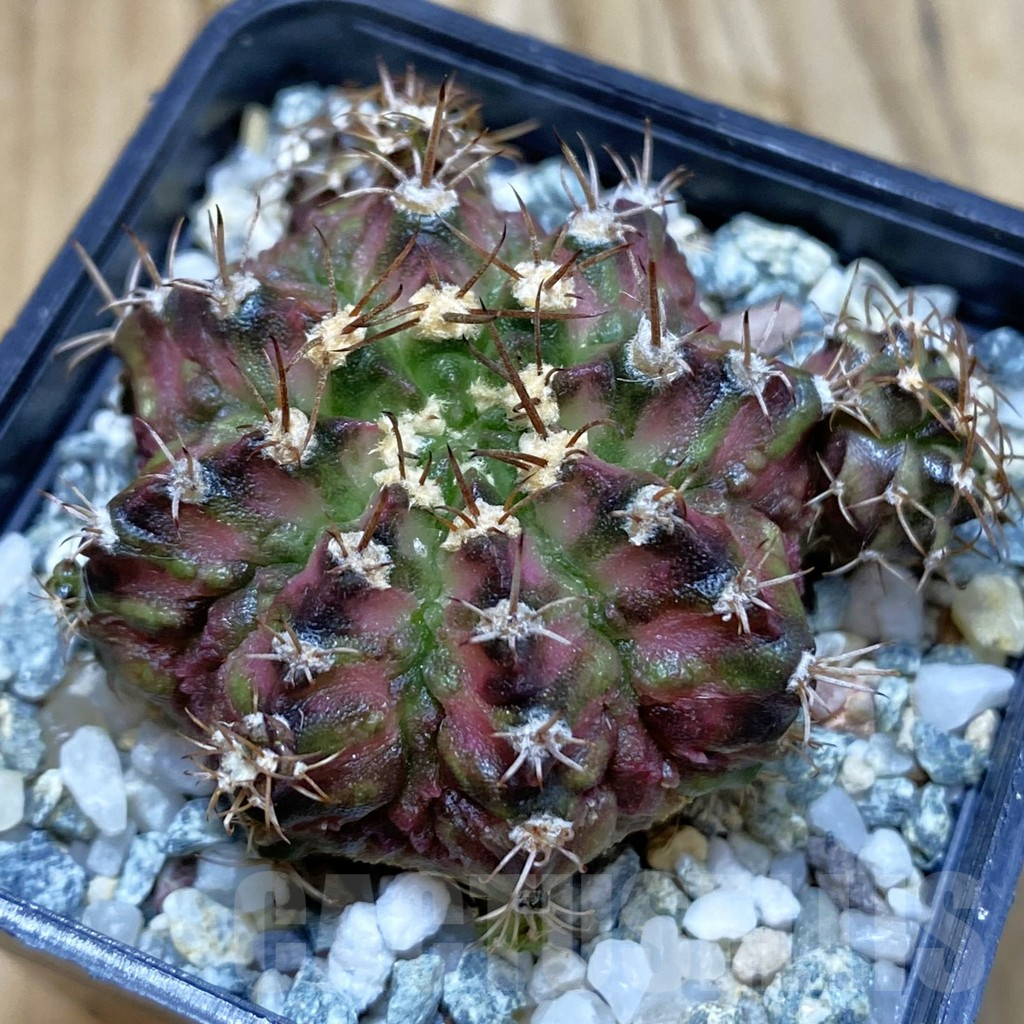 SH11298 Gymnocalycium mihanovichii 'T-Rex' hybrid, seedling