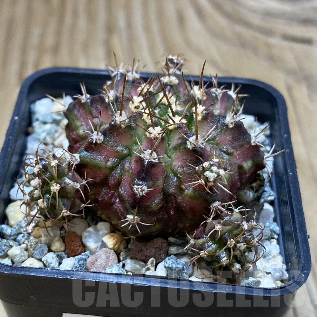 SH11298 Gymnocalycium mihanovichii 'T-Rex' hybrid, seedling - Image 2
