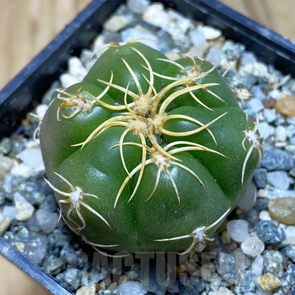 SH11299 Gymnocalycium denudatum ‘Kaiomaru’, seedling -Japan-