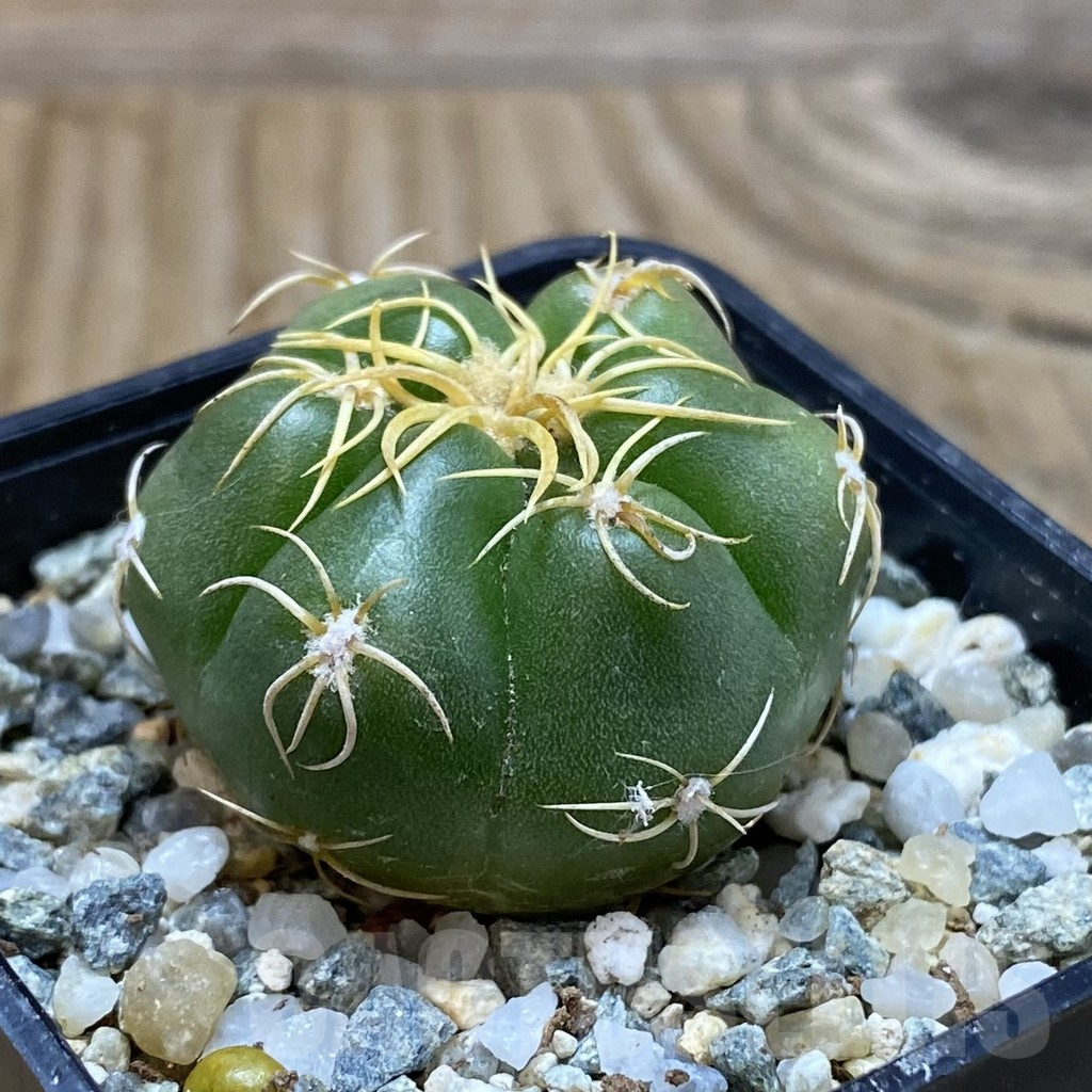 SH11299 Gymnocalycium denudatum ‘Kaiomaru’, seedling -Japan- - immagine 2