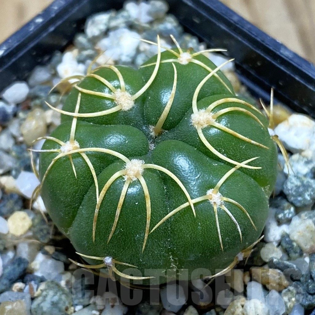 SH11300 Gymnocalycium denudatum ‘Kaiomaru’, seedling -Japan-