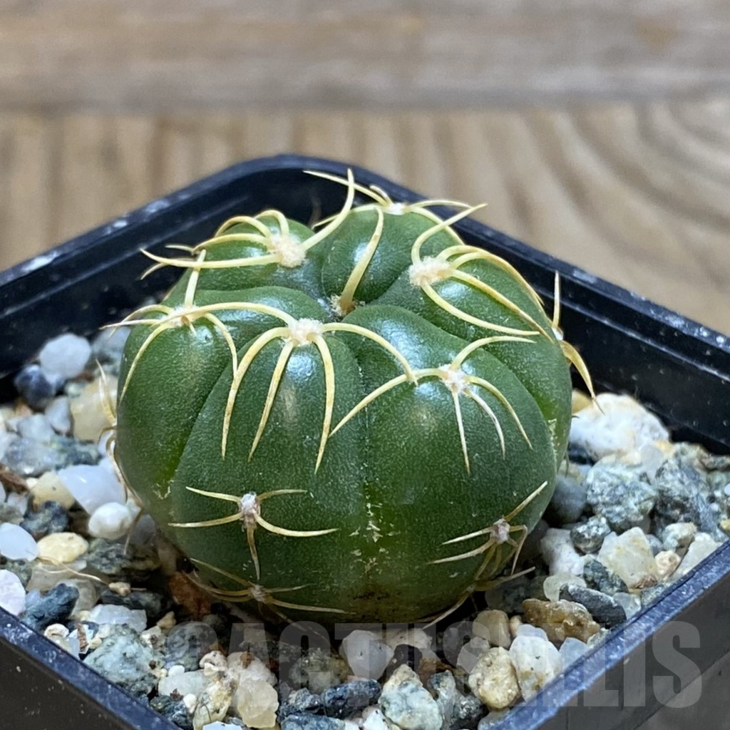 SH11300 Gymnocalycium denudatum ‘Kaiomaru’, seedling -Japan- - Image 2