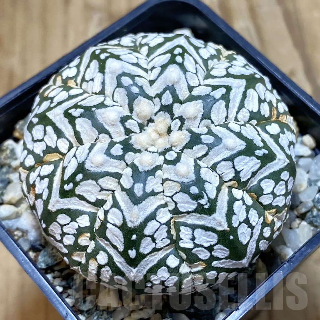 SH11303 Astrophytum asterias ‘Super Kabuto’ V-Type