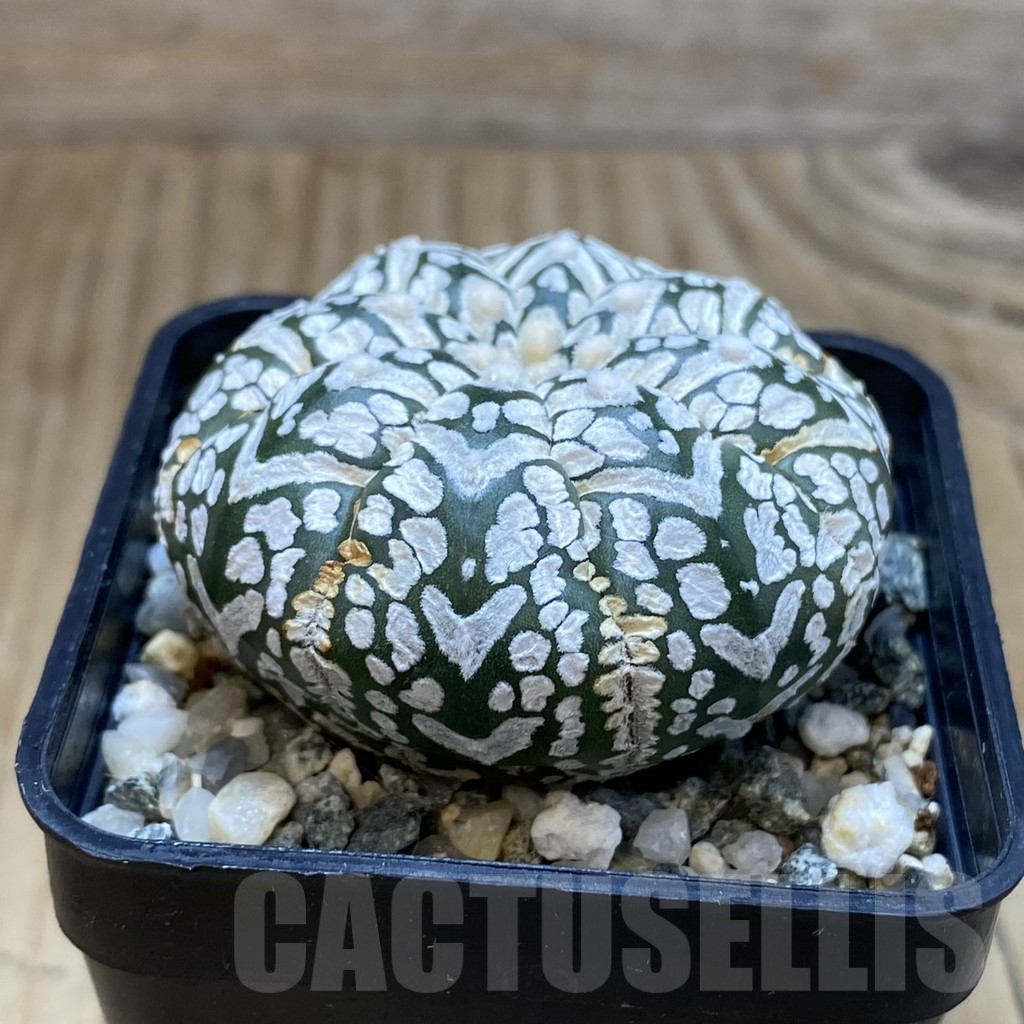 SH11303 Astrophytum asterias ‘Super Kabuto’ V-Type - immagine 2