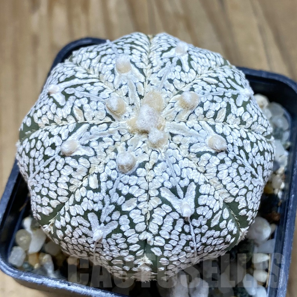 SH11305 Astrophytum asterias ‘Super Kabuto’ V-Type