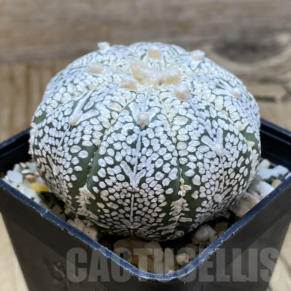 SH11305 Astrophytum asterias ‘Super Kabuto’ V-Type - Image 2