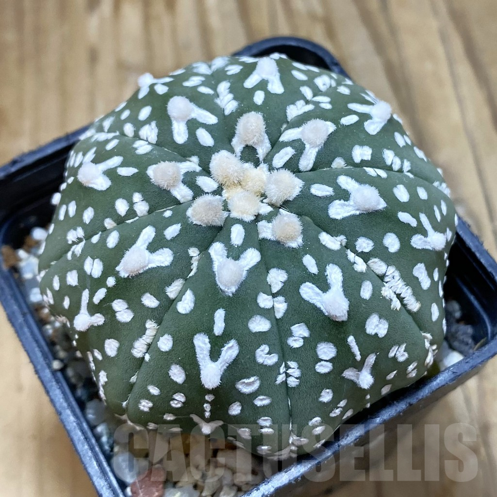 SH11306 Astrophytum asterias 'Super Kabuto' V-type f. nudum