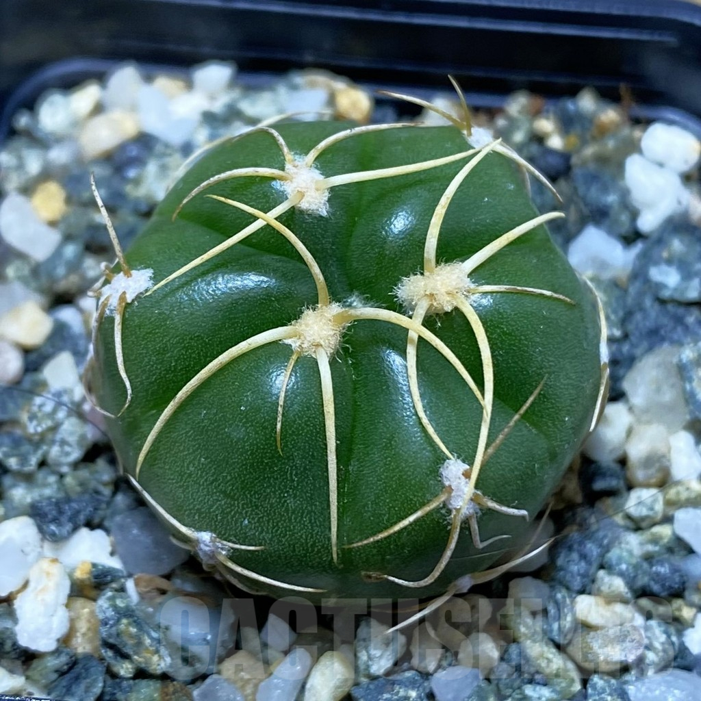 SH11551 Gymnocalycium denudatum ‘Kaiomaru’, seedling -Japan-