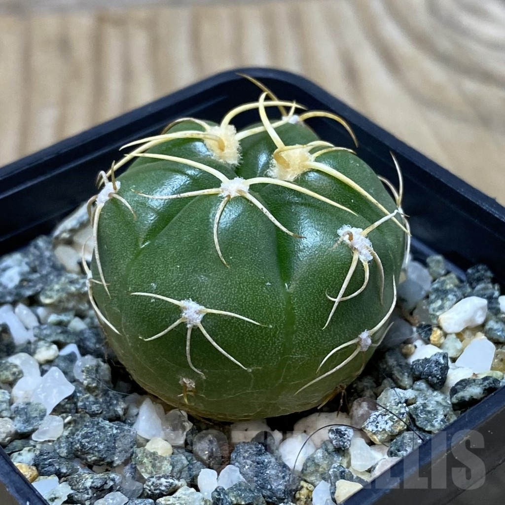 SH11551 Gymnocalycium denudatum ‘Kaiomaru’, seedling -Japan- - immagine 2