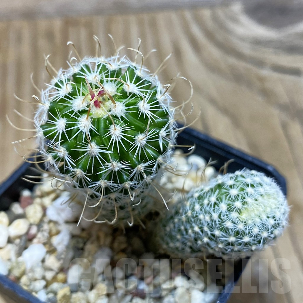 SH11553 Stenocactus phyllacanthus v. violaciflorus SB 438