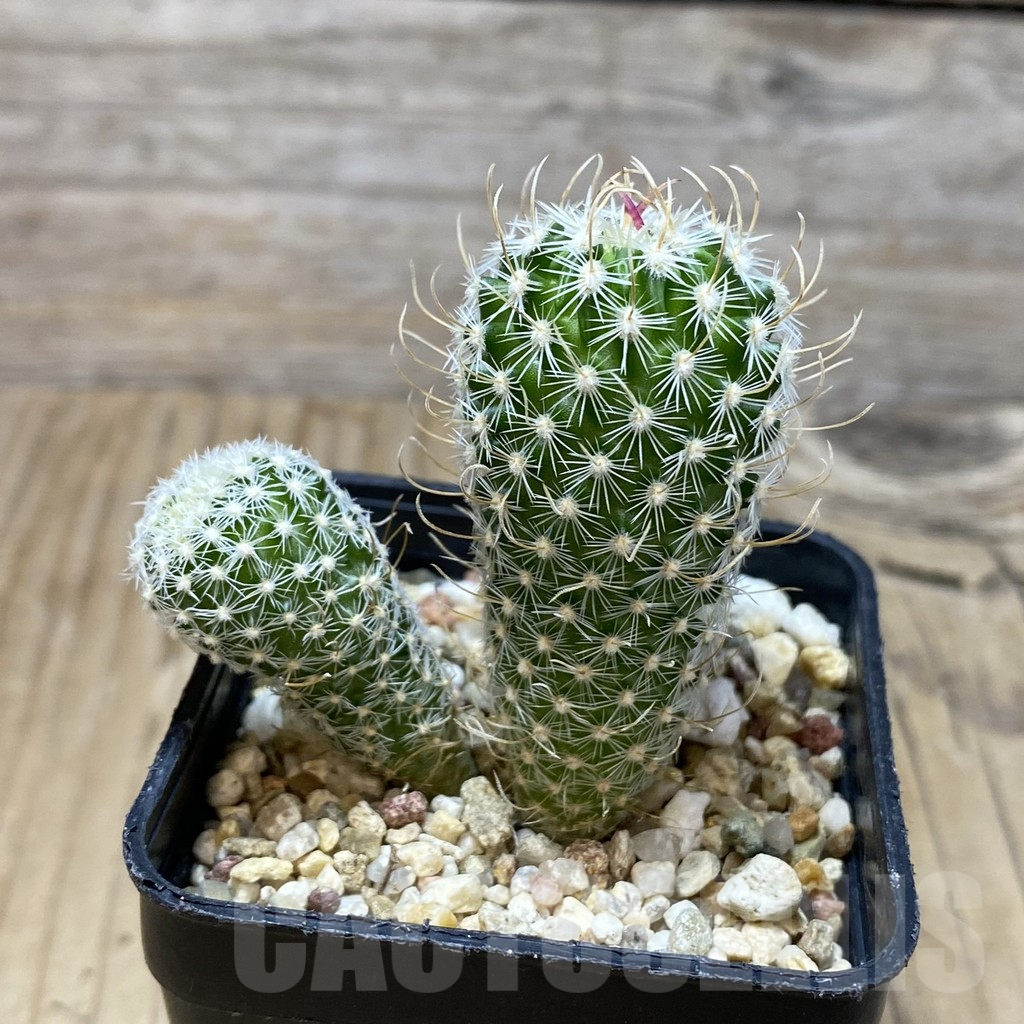 SH11553 Stenocactus phyllacanthus v. violaciflorus SB 438 - immagine 2