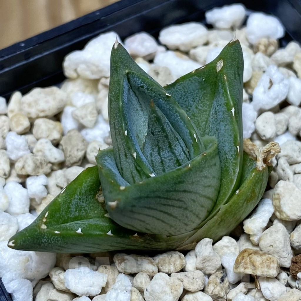 SH11521 Agave pumila